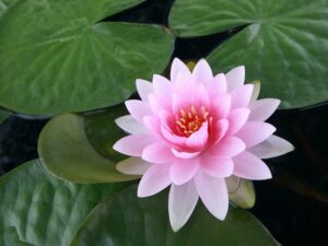 loto 2